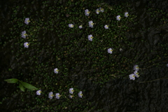 Utricularia striatula